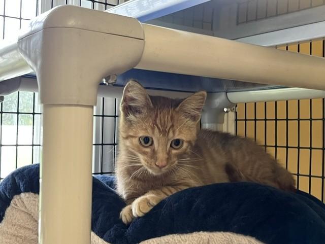Enlarge Henry Ford III, a Adoptable Domestic Short Hair in Grosse Ile, MI image 3/3