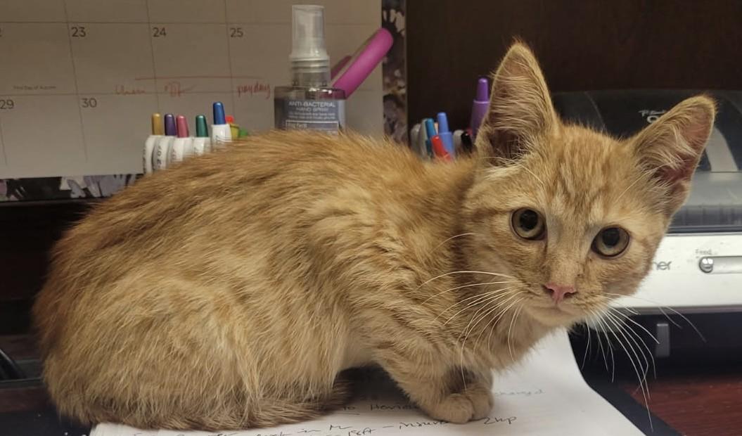 Enlarge Henry Ford III, a Adoptable Domestic Short Hair in Grosse Ile, MI image 2/3