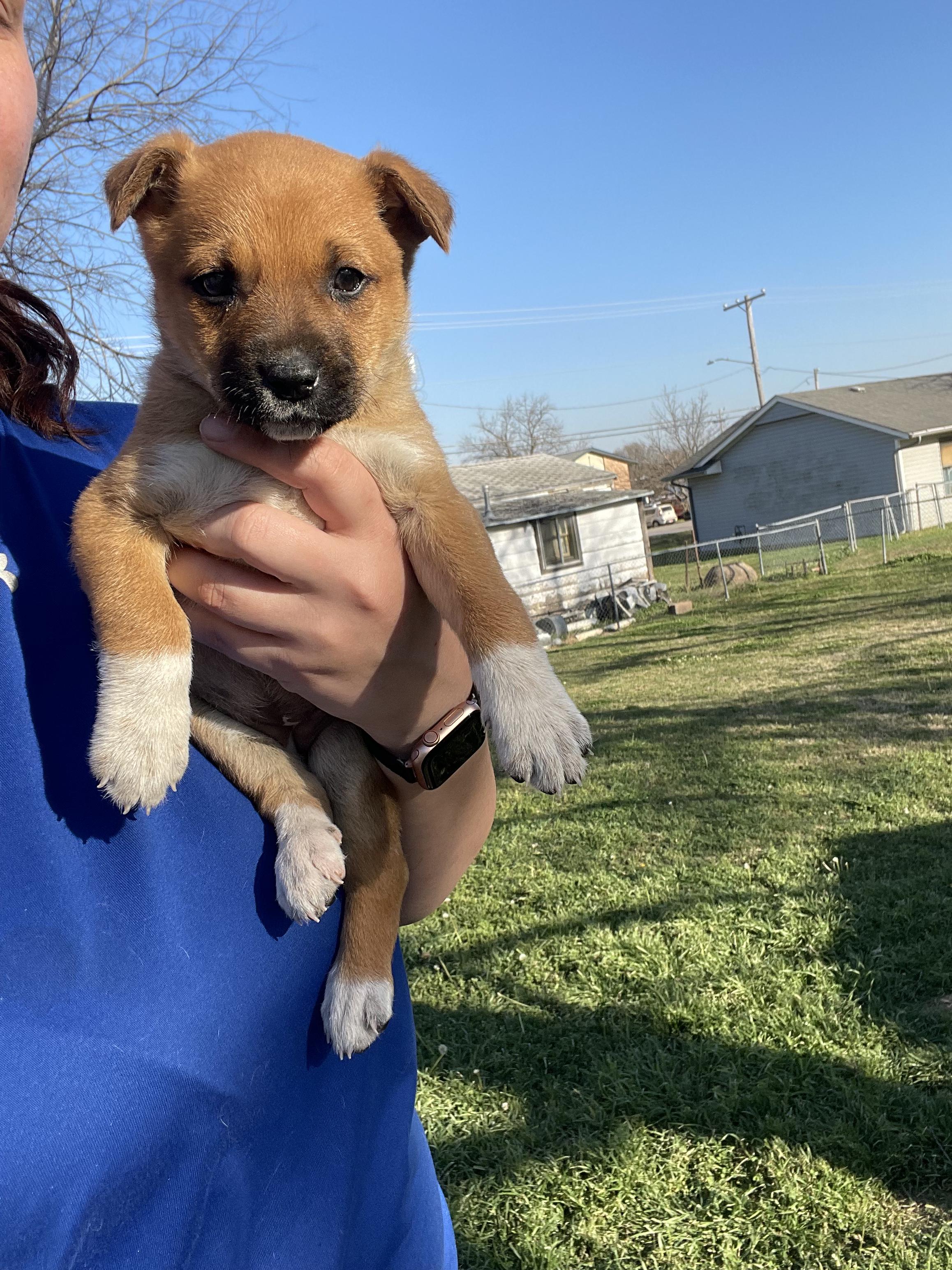 Peach, adopted, Puppy Female German Shepherd Dog.