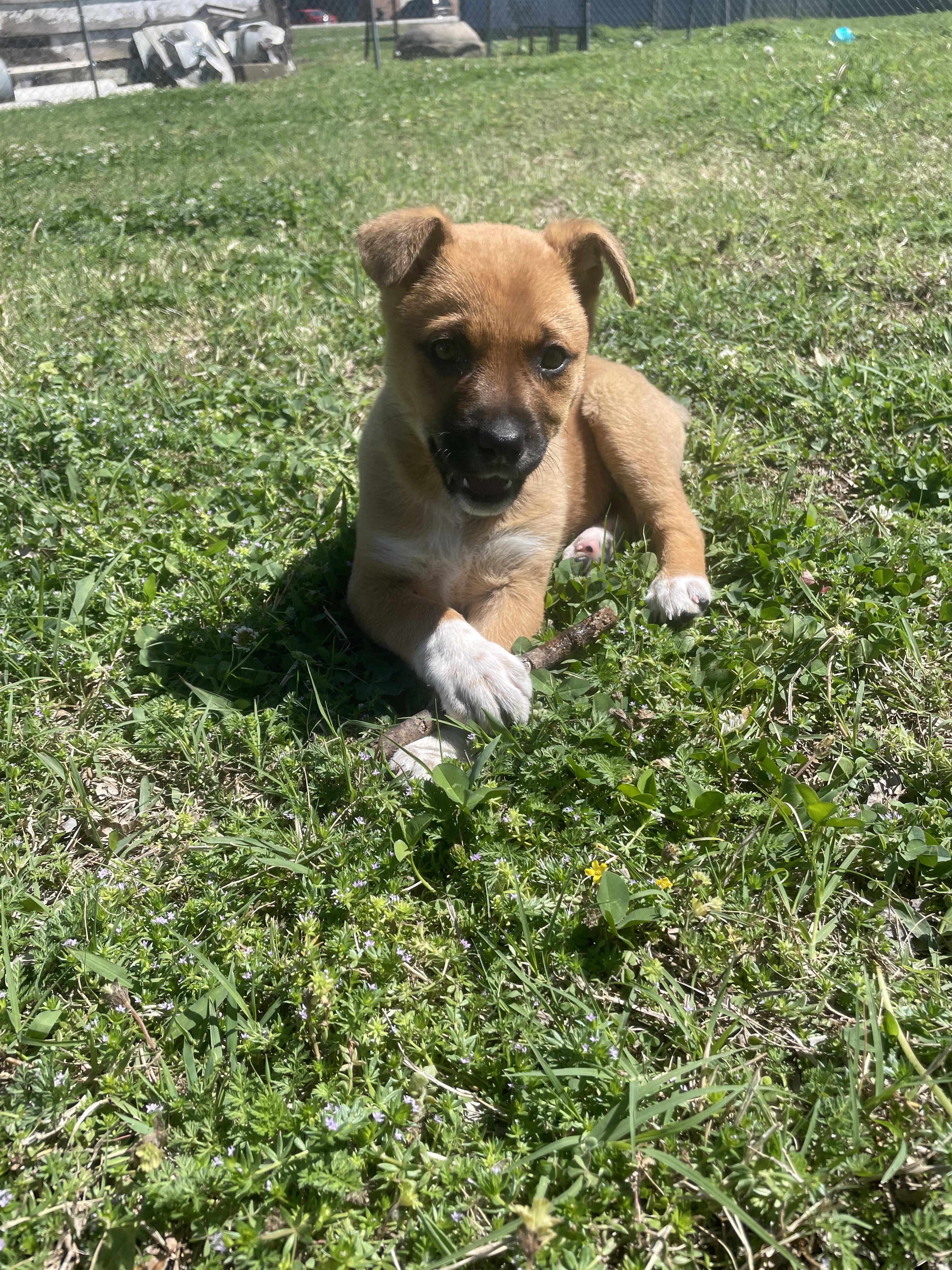 Enlarge Peach, an adopted mixed breed in Tulsa, OK image 2/2