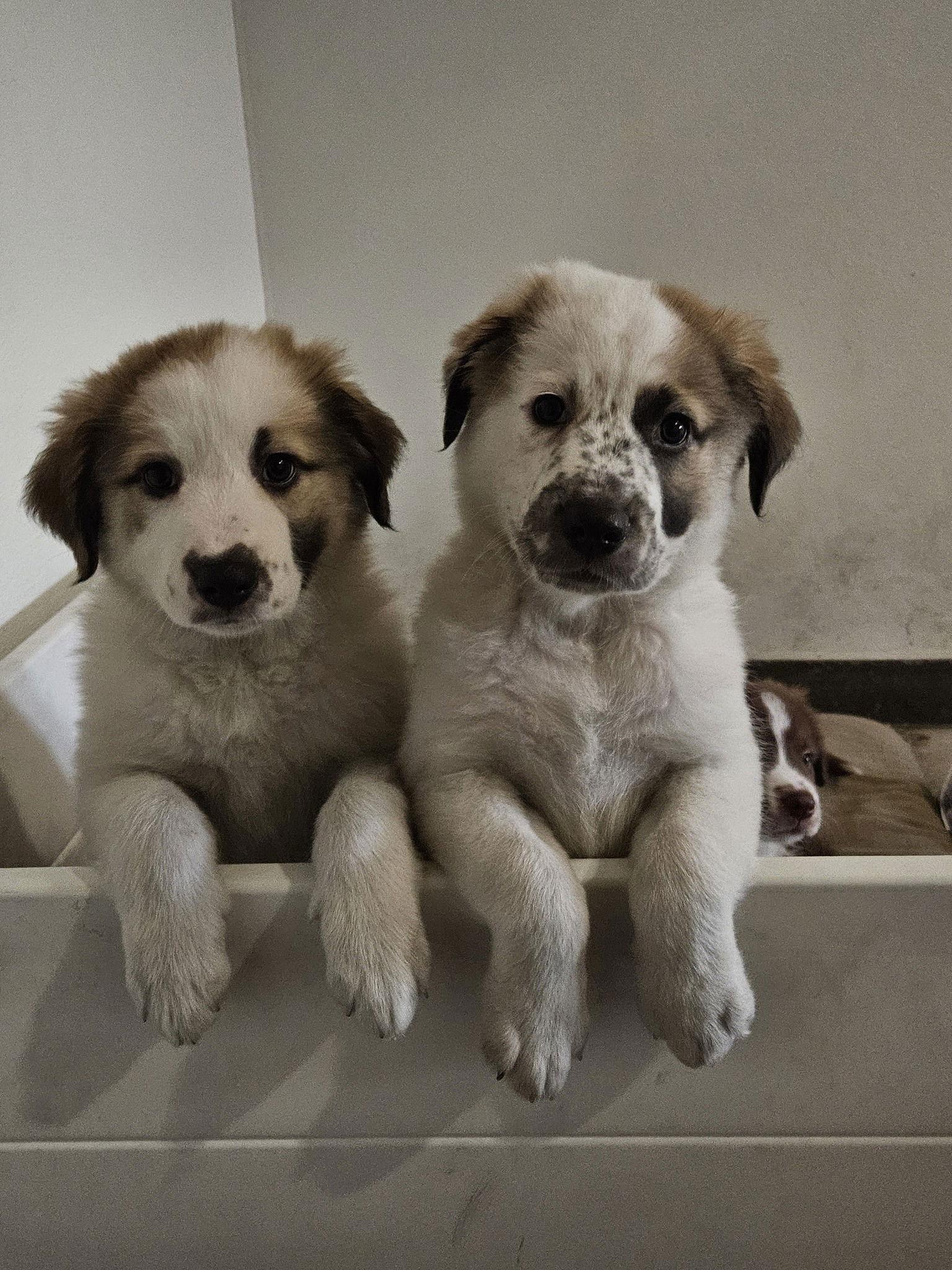 SEQUOIA, Adopted, Puppy Female Great Pyrenees & Border Collie.