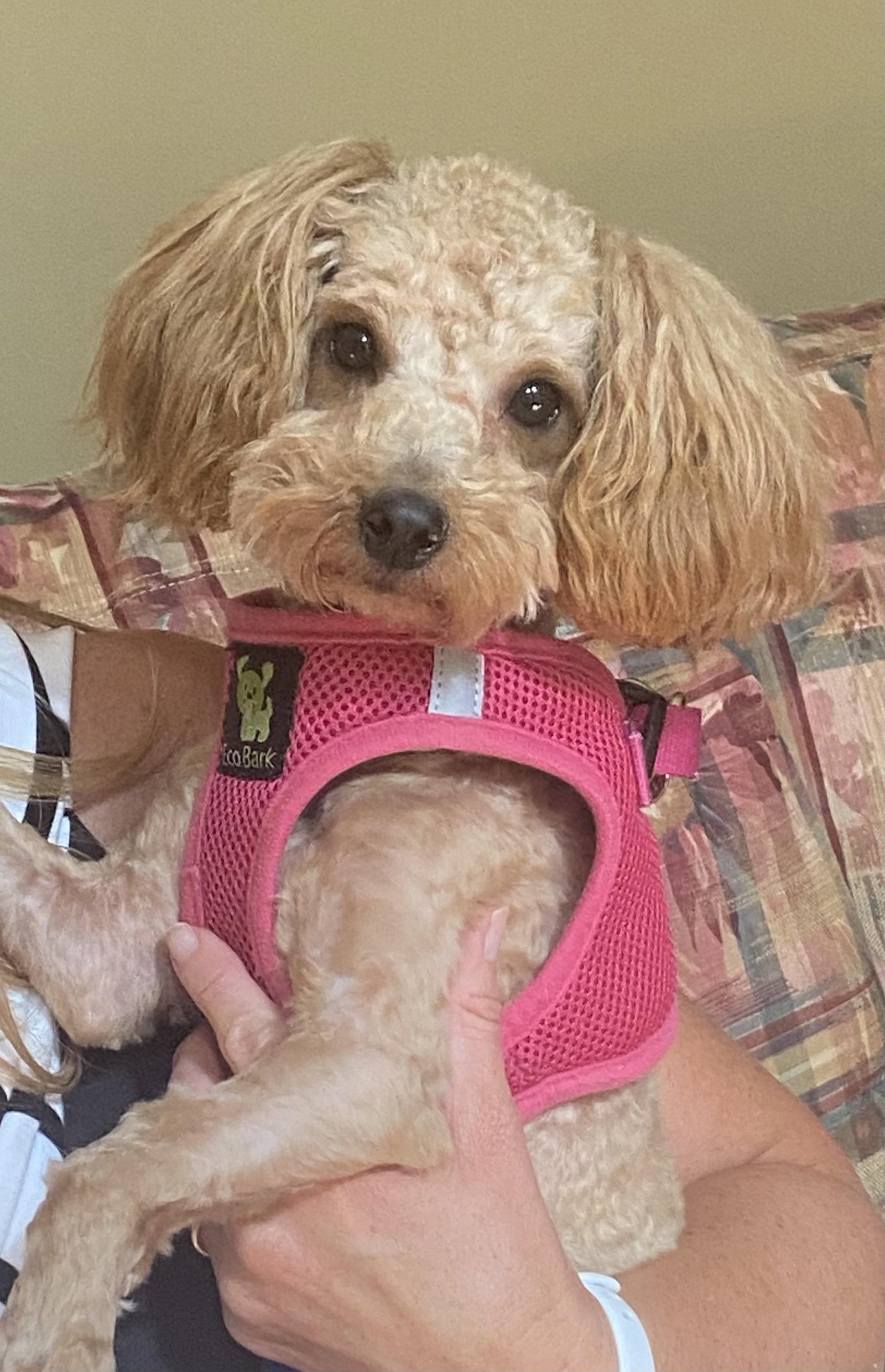 Enlarge Lilly, a Adopted Poodle in Garner, NC image 1/3