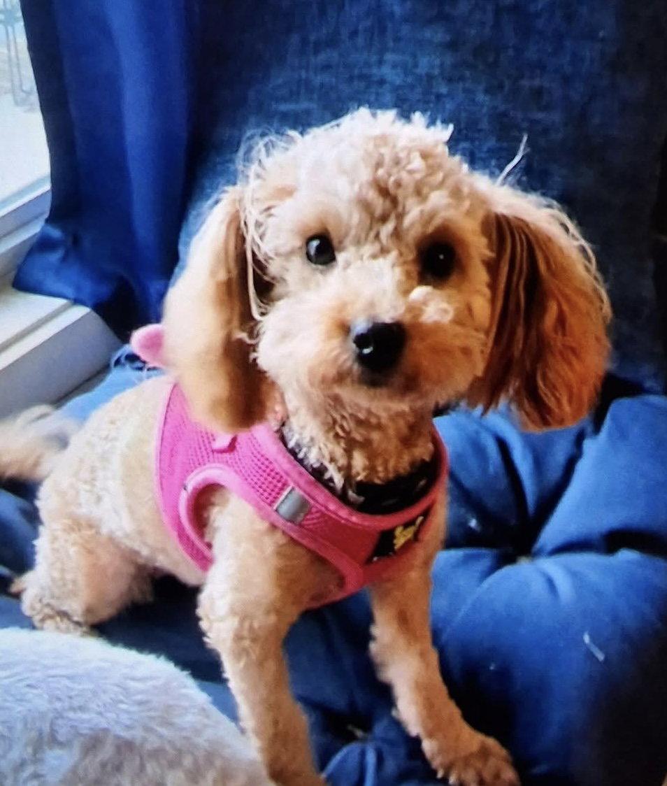 Enlarge Lilly, a Adopted Poodle in Garner, NC image 2/3