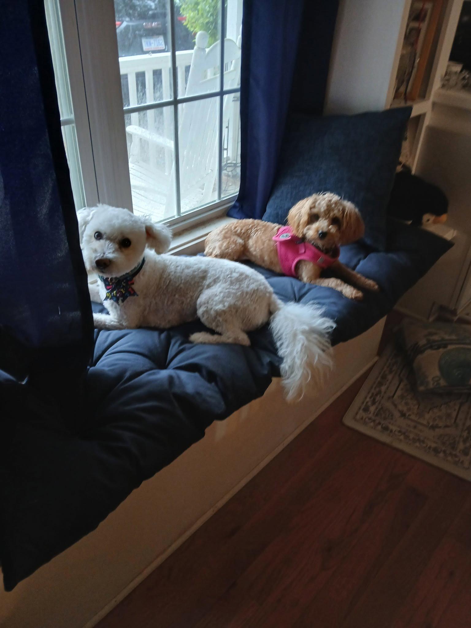 Enlarge Lilly, a Adopted Poodle in Garner, NC image 3/3