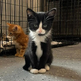 Kahlua, Adopted, Kitten Female Domestic Short Hair.