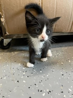 Enlarge Kahlua, a Adopted Domestic Short Hair in Melfort, SK image 2/2