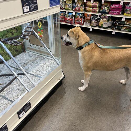 Enlarge Tucker, a Adoptable mixed breed in Edmond, OK image 3/5