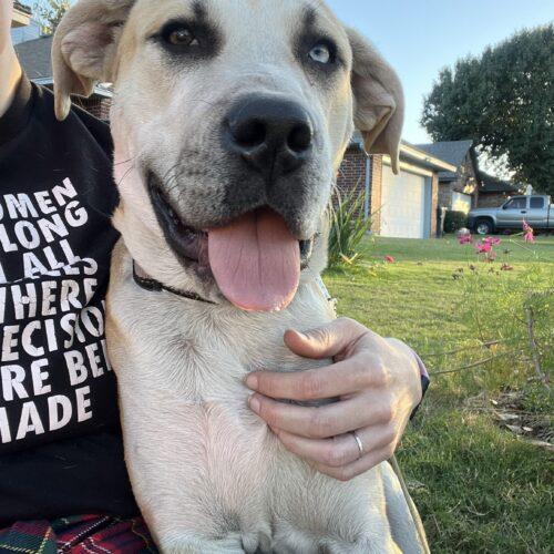 Enlarge Tucker, a Adoptable mixed breed in Edmond, OK image 4/5