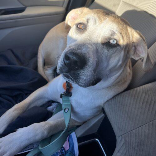 Tucker, Adoptable, Puppy Male Labrador Retriever & Husky.