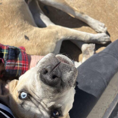 Enlarge Tucker, a Adoptable mixed breed in Edmond, OK image 1/5