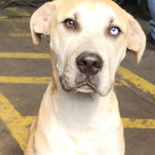 Enlarge Tucker, a Adoptable mixed breed in Edmond, OK image 5/5