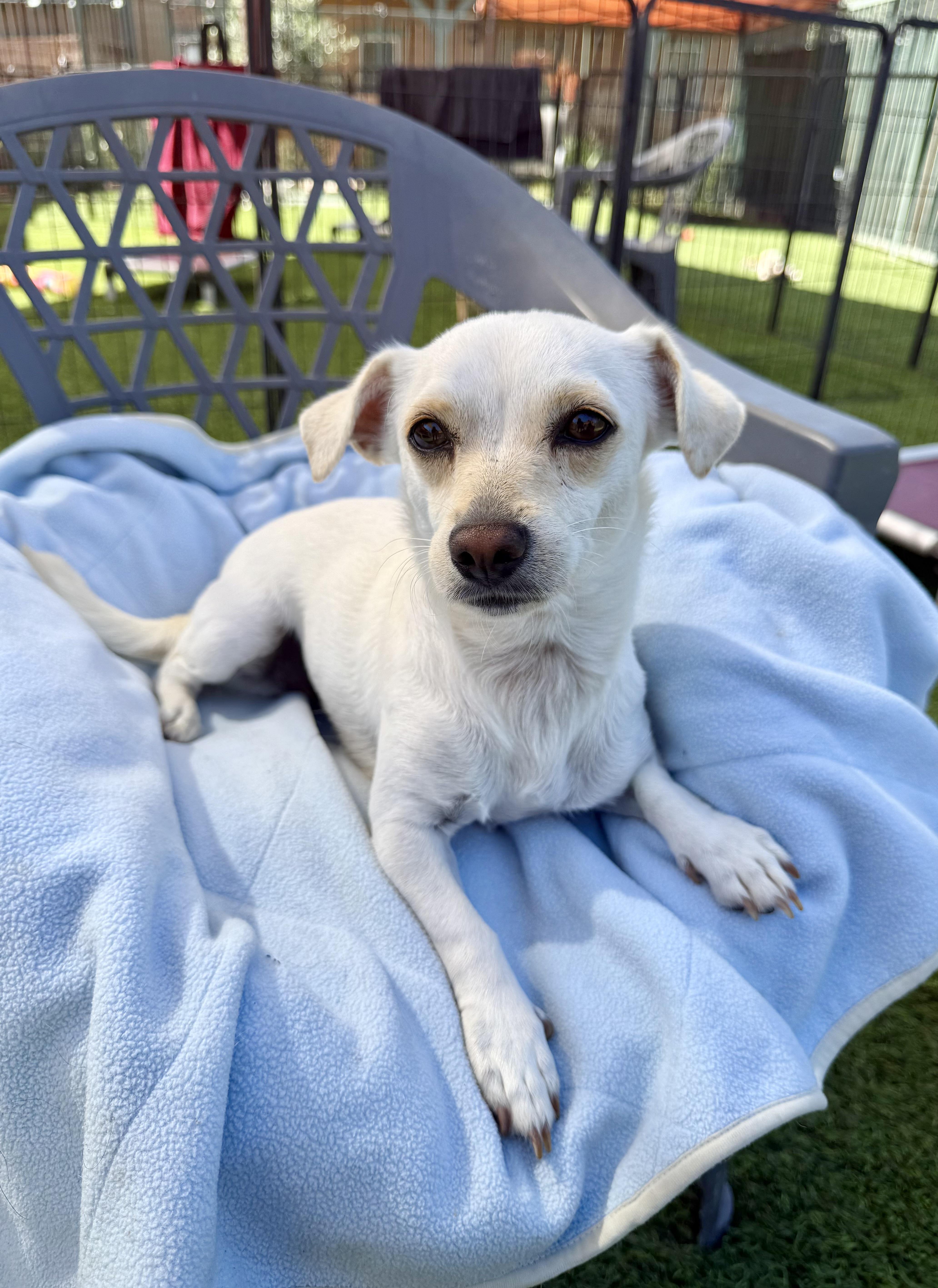 Enlarge Blanche, a Adoptable mixed breed in Agoura Hills, CA image 1/6