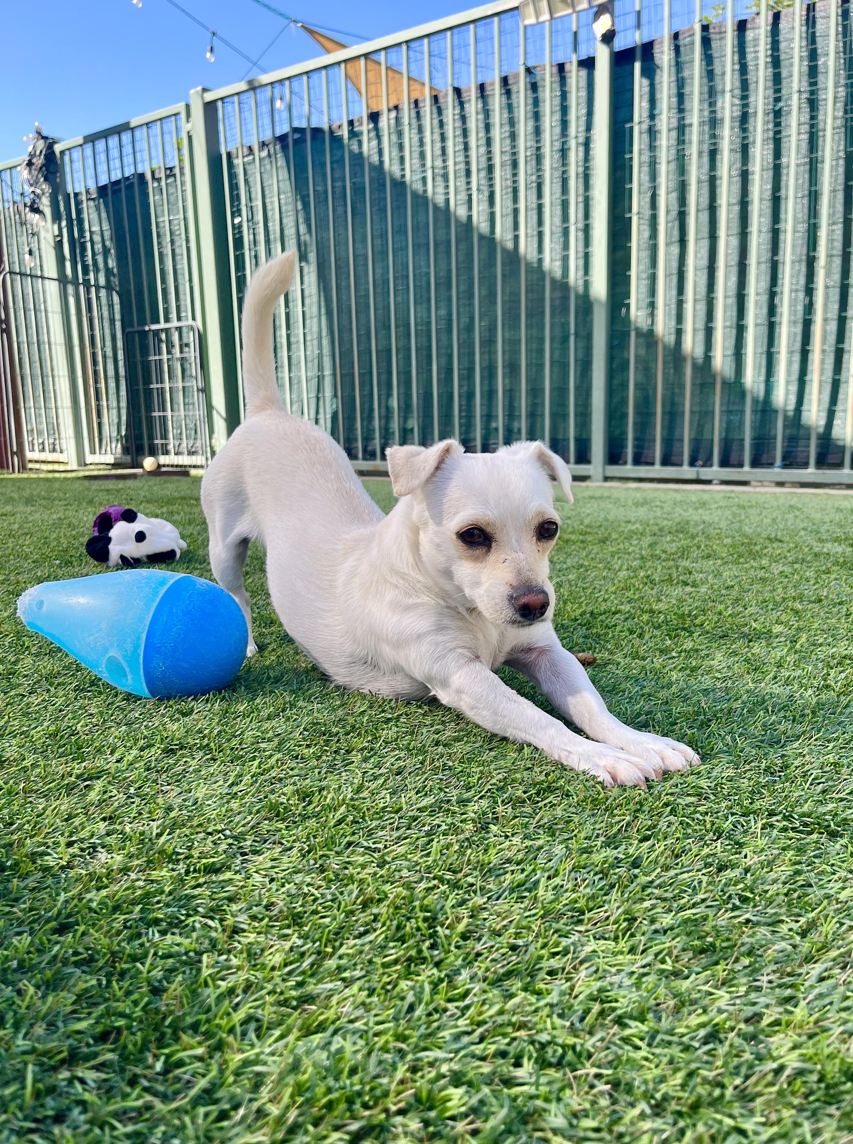 Enlarge Blanche, a Adoptable mixed breed in Agoura Hills, CA image 5/6