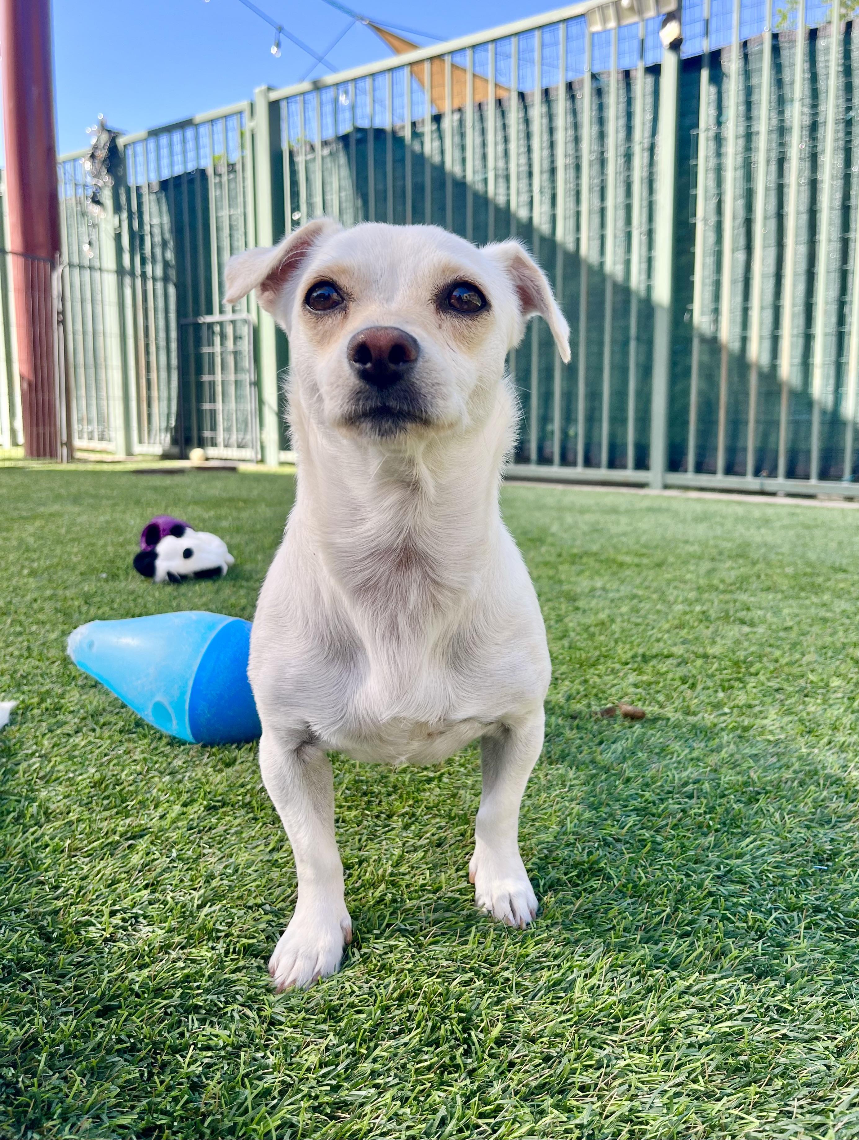 Enlarge Blanche, a Adoptable mixed breed in Agoura Hills, CA image 4/6