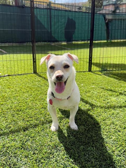 Enlarge Blanche, a Adoptable mixed breed in Agoura Hills, CA image 6/6