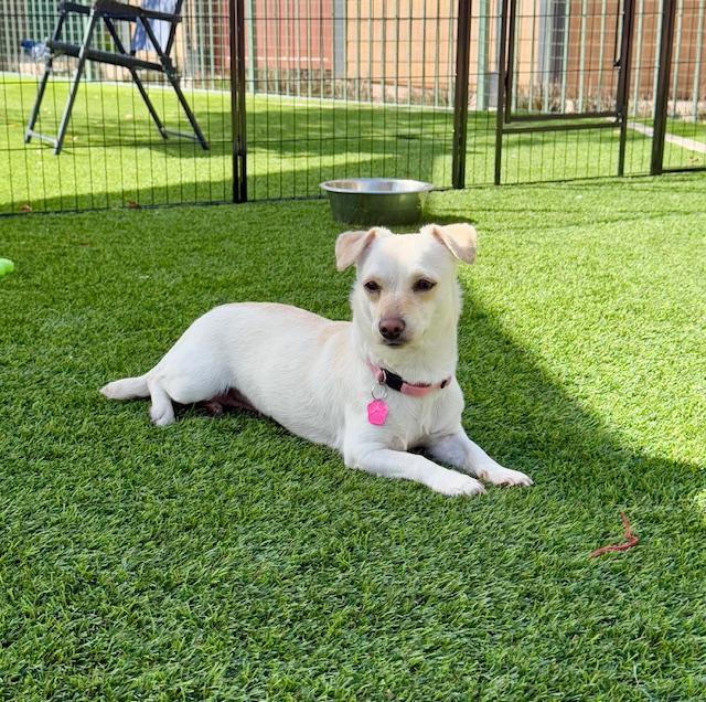 Enlarge Blanche, a Adoptable mixed breed in Agoura Hills, CA image 2/6