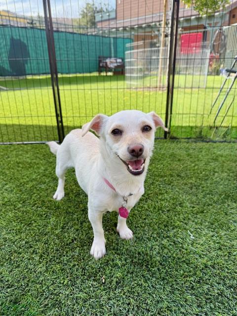 Enlarge Blanche, a Adoptable mixed breed in Agoura Hills, CA image 3/6