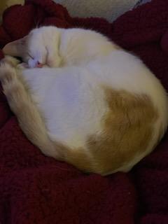 Enlarge Charlie and Coco, a Adoptable Domestic Short Hair in Monrovia , CA image 4/4