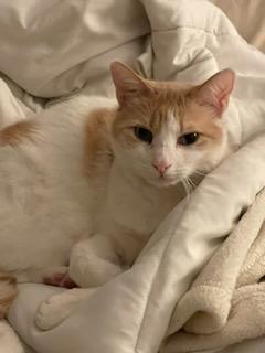 Enlarge Charlie and Coco, a Adoptable Domestic Short Hair in Monrovia , CA image 3/4