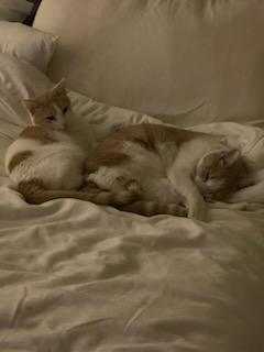 Enlarge Charlie and Coco, a Adoptable Domestic Short Hair in Monrovia , CA image 1/4