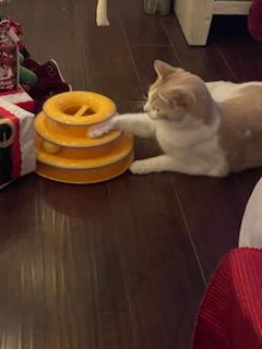 Enlarge Charlie and Coco, a Adoptable Domestic Short Hair in Monrovia , CA image 2/4