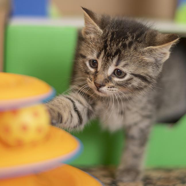 Enlarge Mike, a ADOPTABLE Tabby in Chicago, IL image 4/6