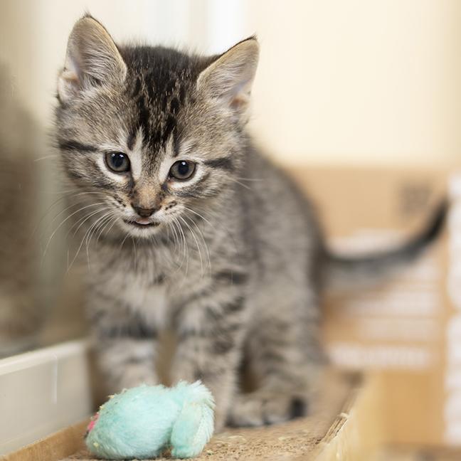 Enlarge Mike, a ADOPTABLE Tabby in Chicago, IL image 6/6