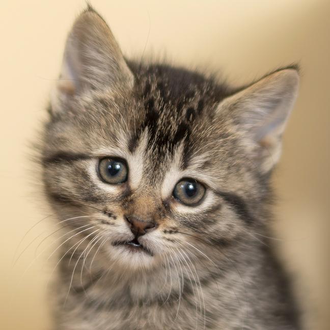 Mike, ADOPTABLE, Kitten Female Tabby.