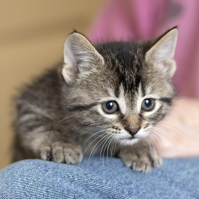 Enlarge Mike, a ADOPTABLE Tabby in Chicago, IL image 5/6