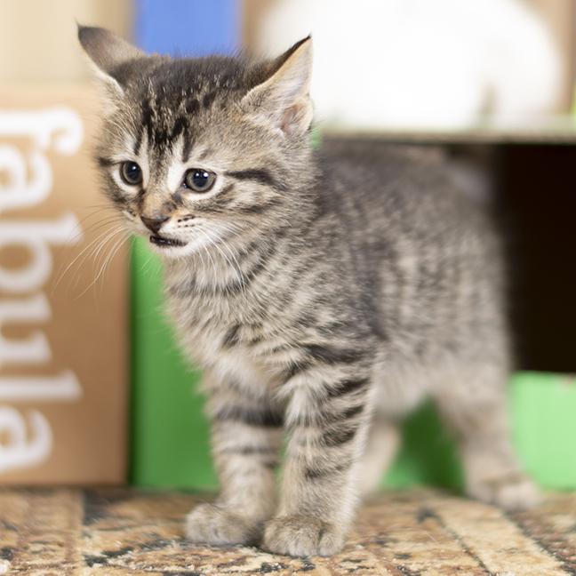 Enlarge Mike, a ADOPTABLE Tabby in Chicago, IL image 2/6