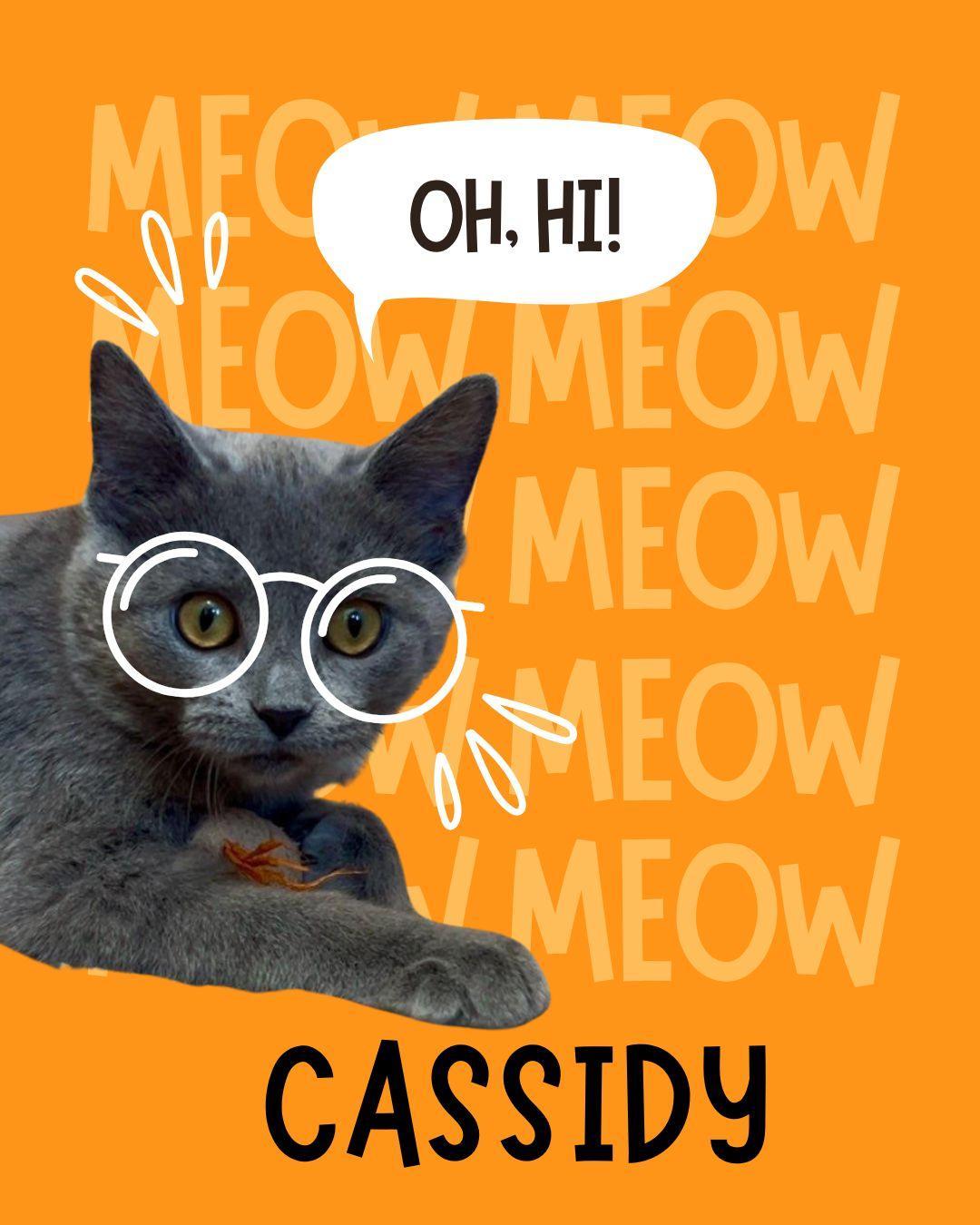 Cassidy, adopted, Young Female Manx.