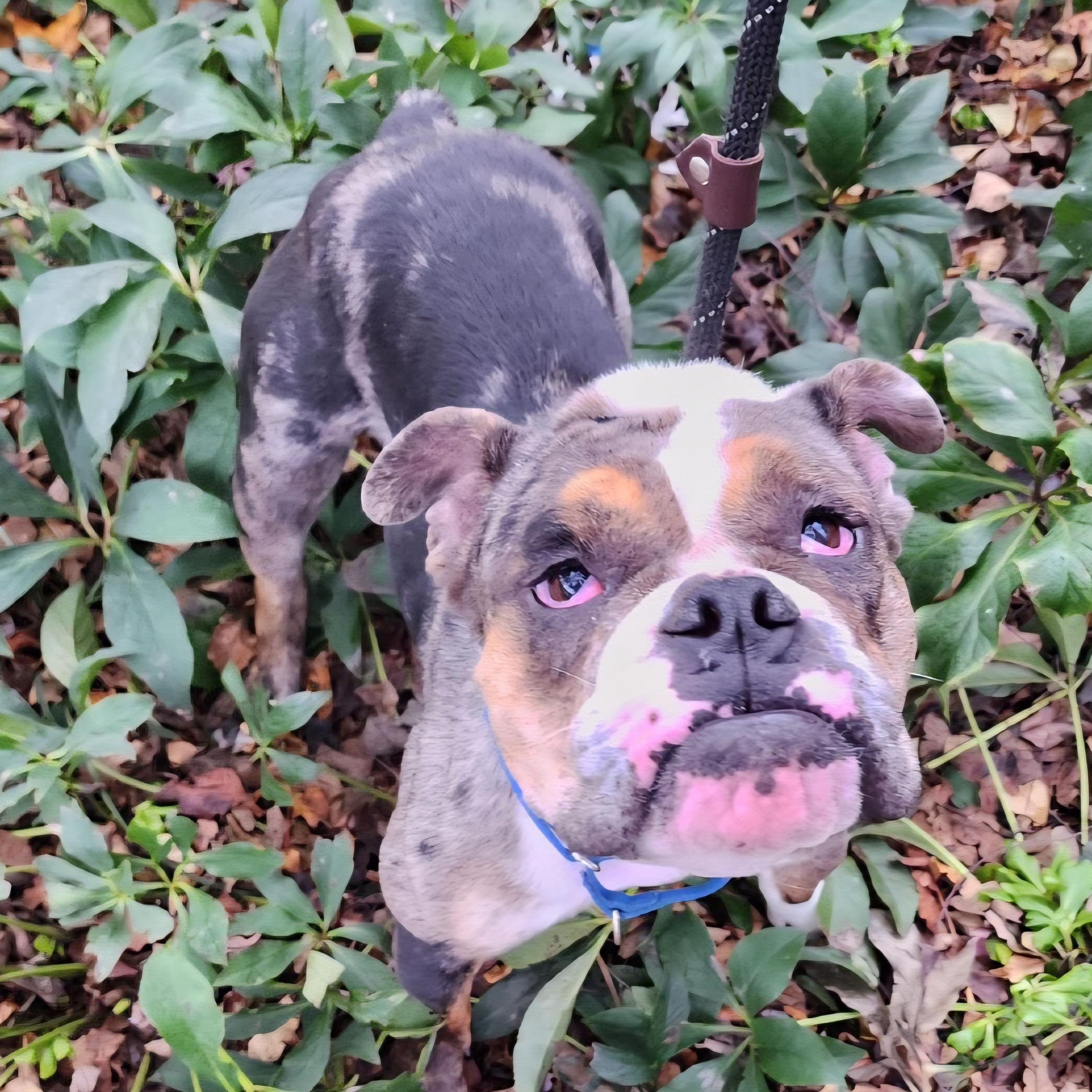 Enlarge Flipper, a Adoptable mixed breed in Greensboro, NC image 2/2