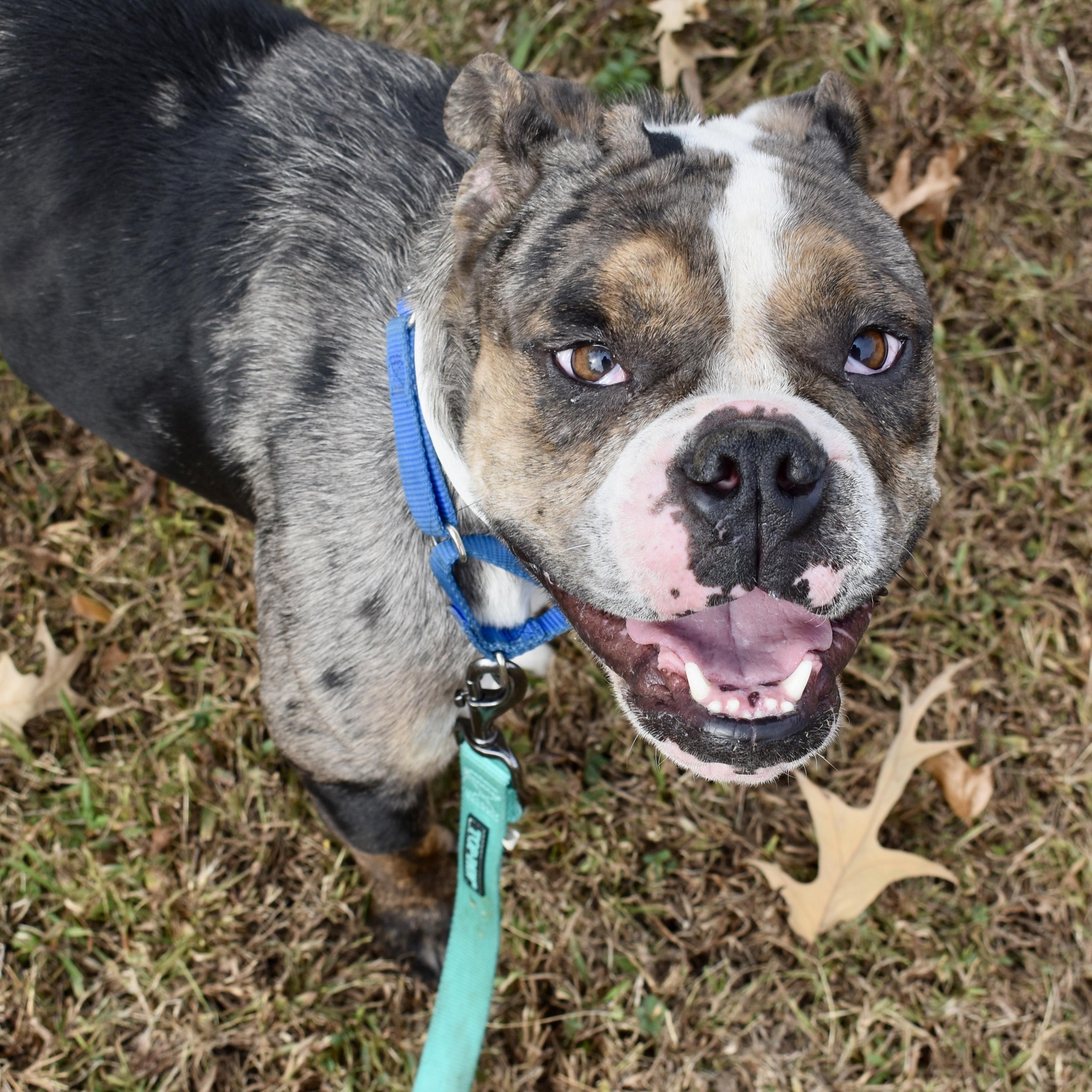 Enlarge Flipper, a Adoptable mixed breed in Greensboro, NC image 1/2
