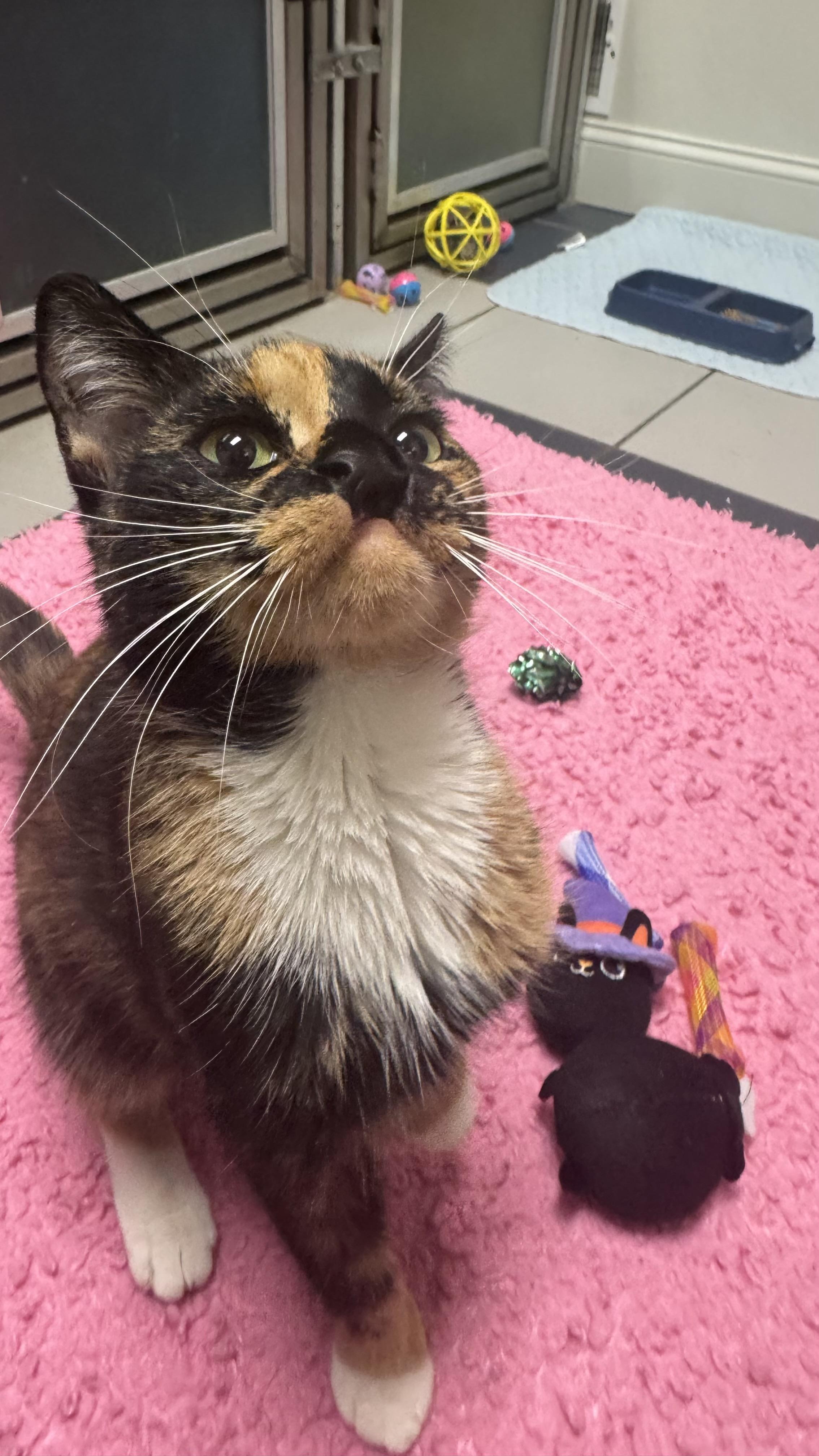 Enlarge Sammi Sweetheart , an adopted Domestic Short Hair in Fall River, MA image 3/5