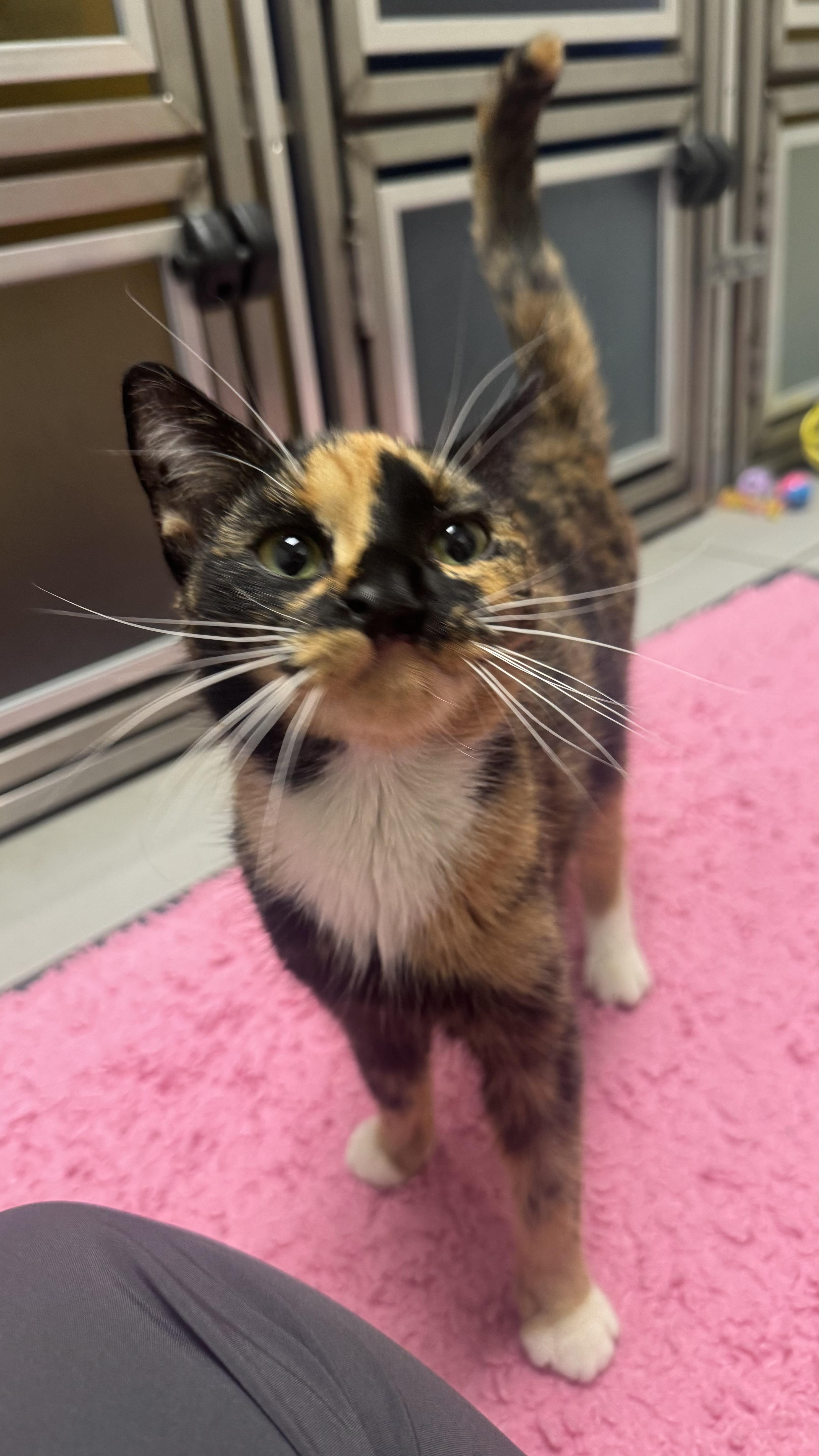 Sammi Sweetheart , adopted, Young Female Domestic Short Hair.