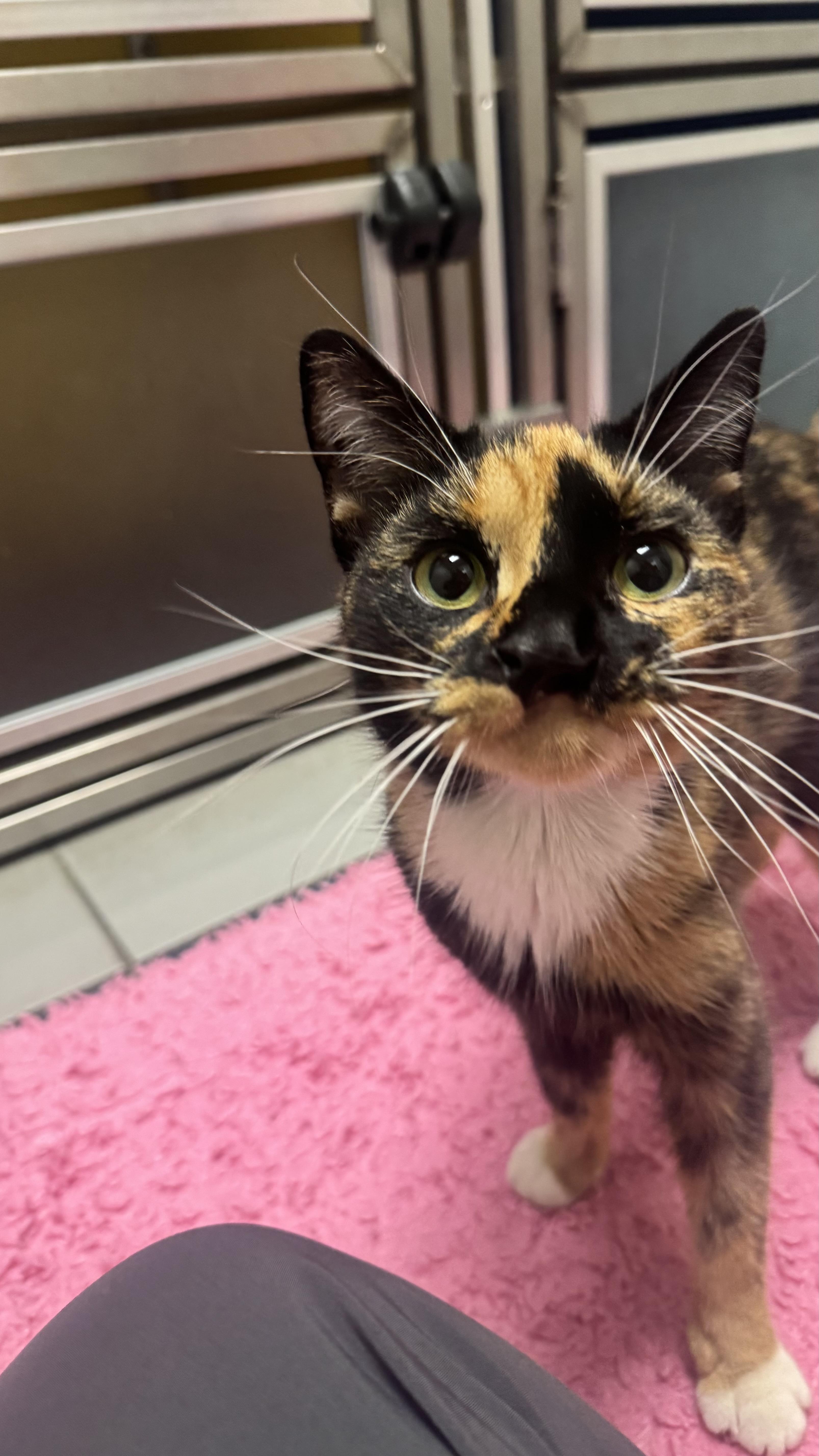 Enlarge Sammi Sweetheart , an adopted Domestic Short Hair in Fall River, MA image 4/5