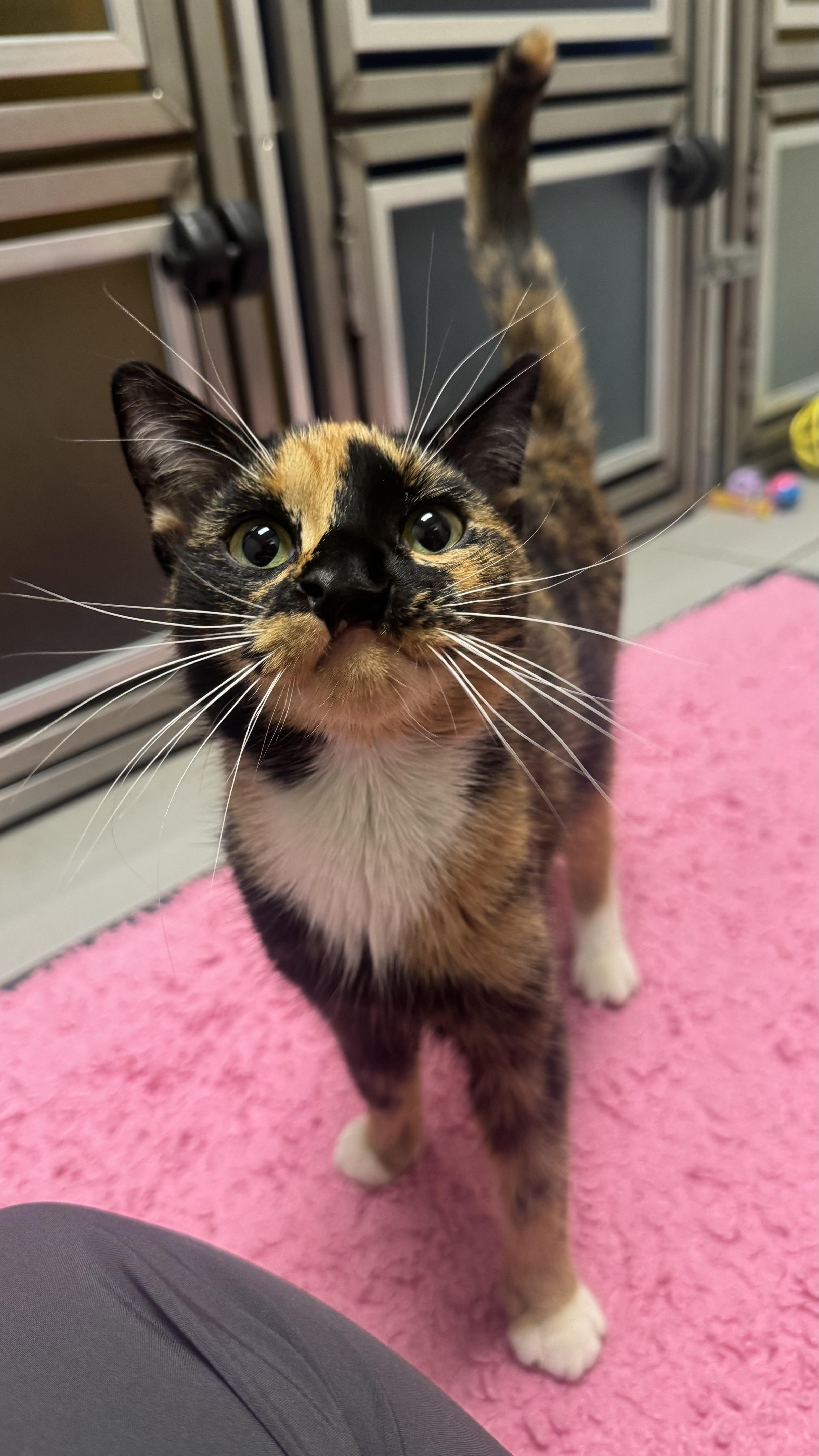 Enlarge Sammi Sweetheart , an adopted Domestic Short Hair in Fall River, MA image 2/5