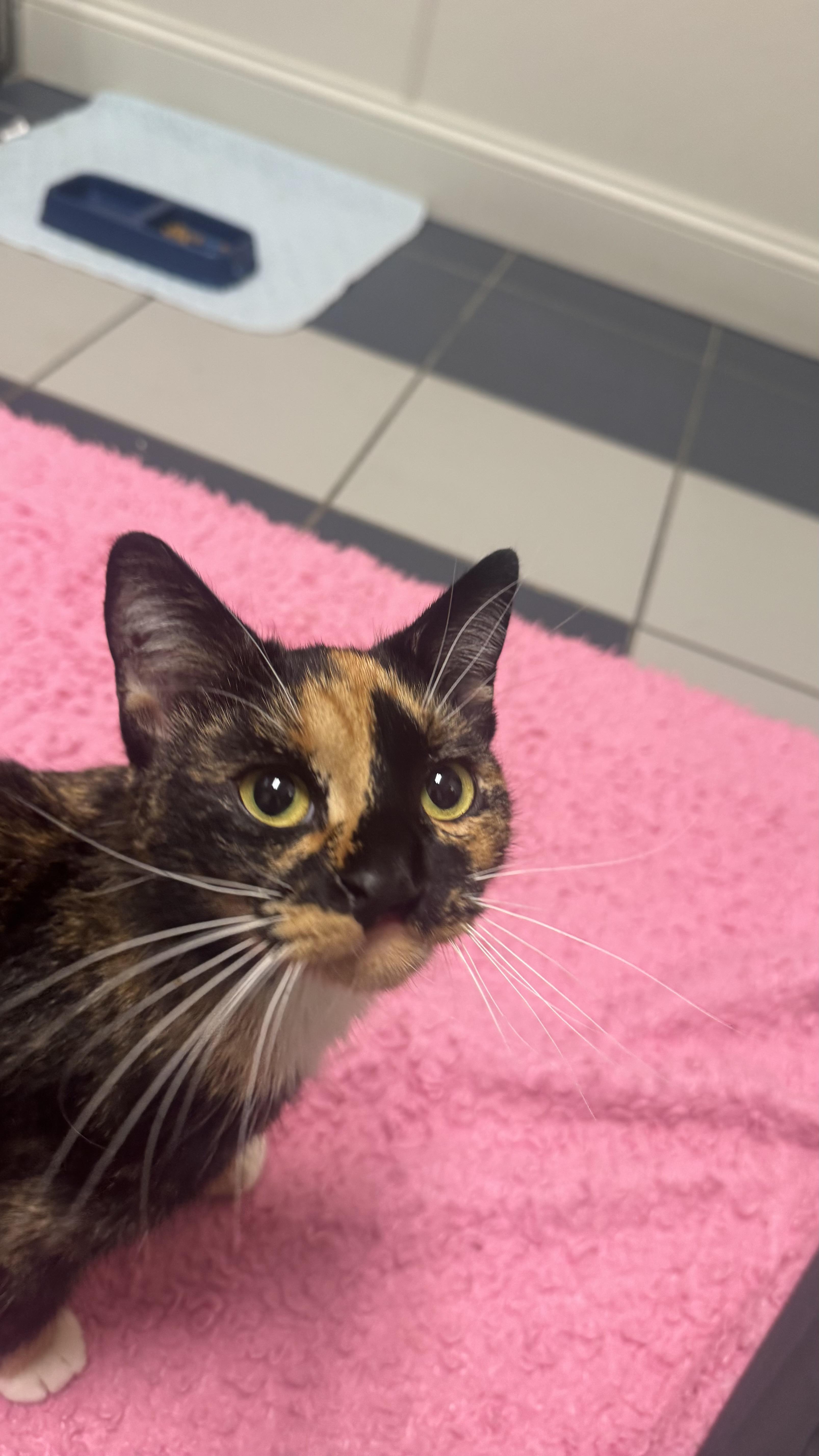 Enlarge Sammi Sweetheart , an adopted Domestic Short Hair in Fall River, MA image 5/5