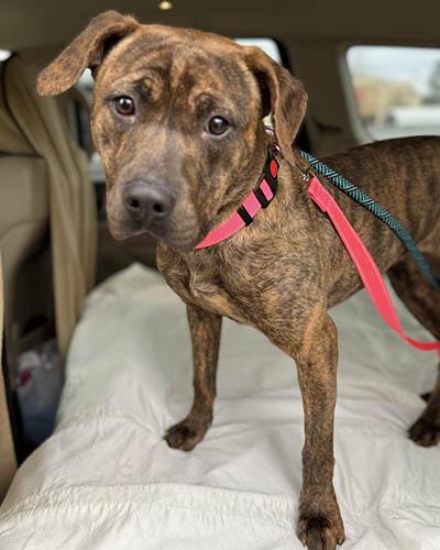Enlarge Fudge, a Adoptable mixed breed in Lake Wylie, SC image 3/6