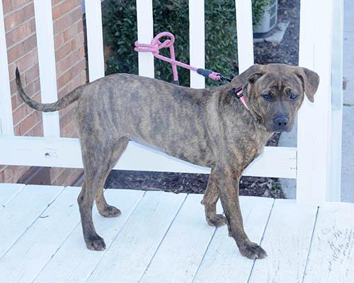 Enlarge Fudge, a Adoptable mixed breed in Lake Wylie, SC image 6/6