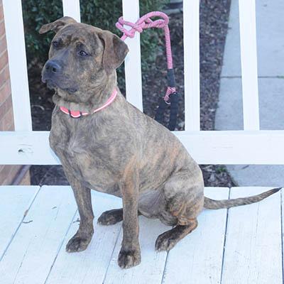 Enlarge Fudge, a Adoptable mixed breed in Lake Wylie, SC image 4/6