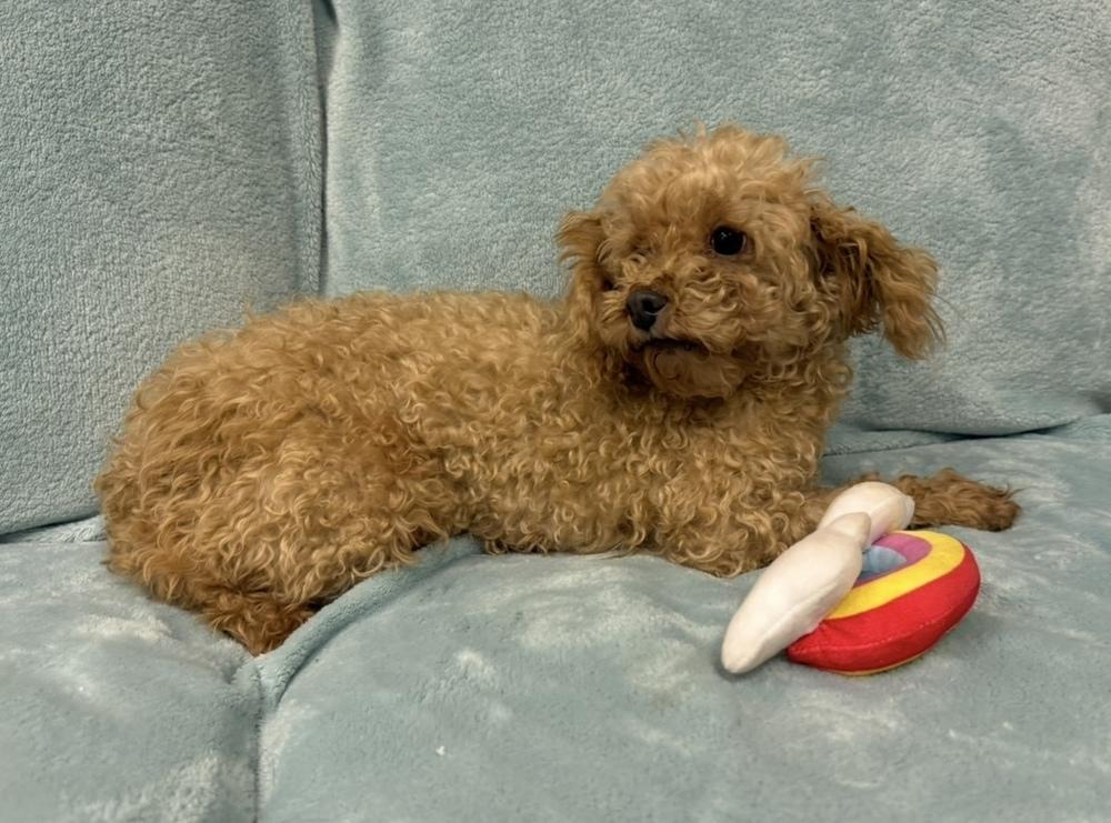 Ember, Adoptable, Adult Female Poodle.