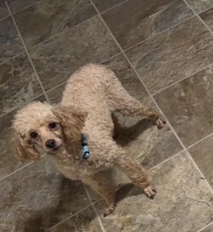 Enlarge Ember, a Adoptable Poodle in Cheektowaga, NY image 2/3