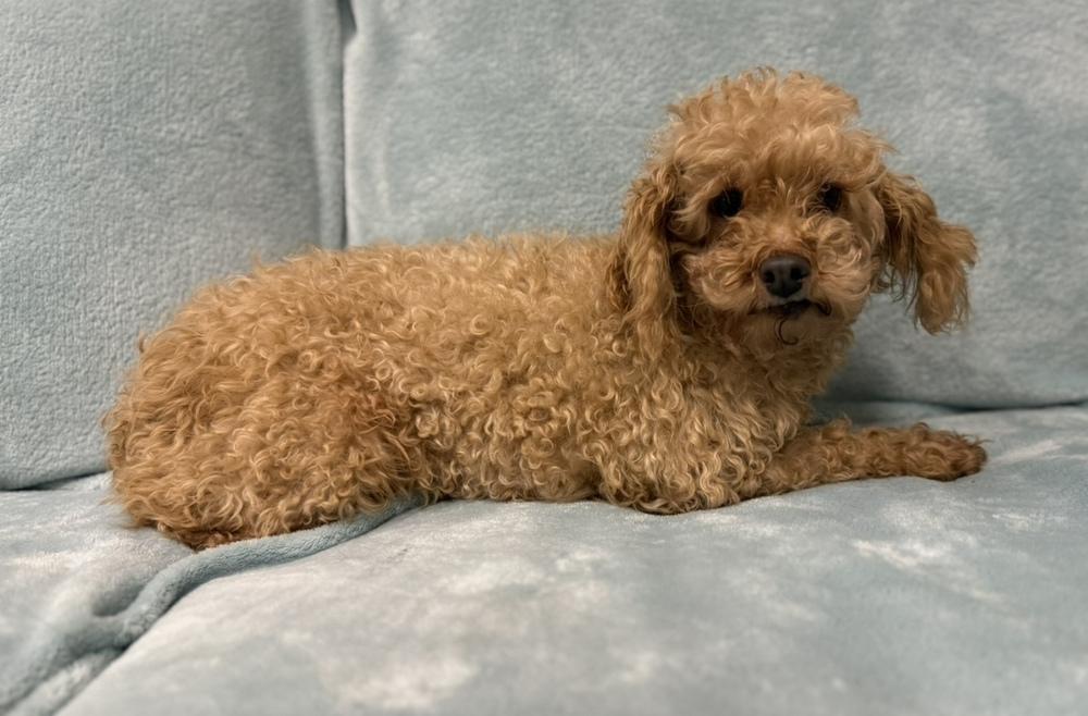 Enlarge Ember, a Adoptable Poodle in Cheektowaga, NY image 3/3