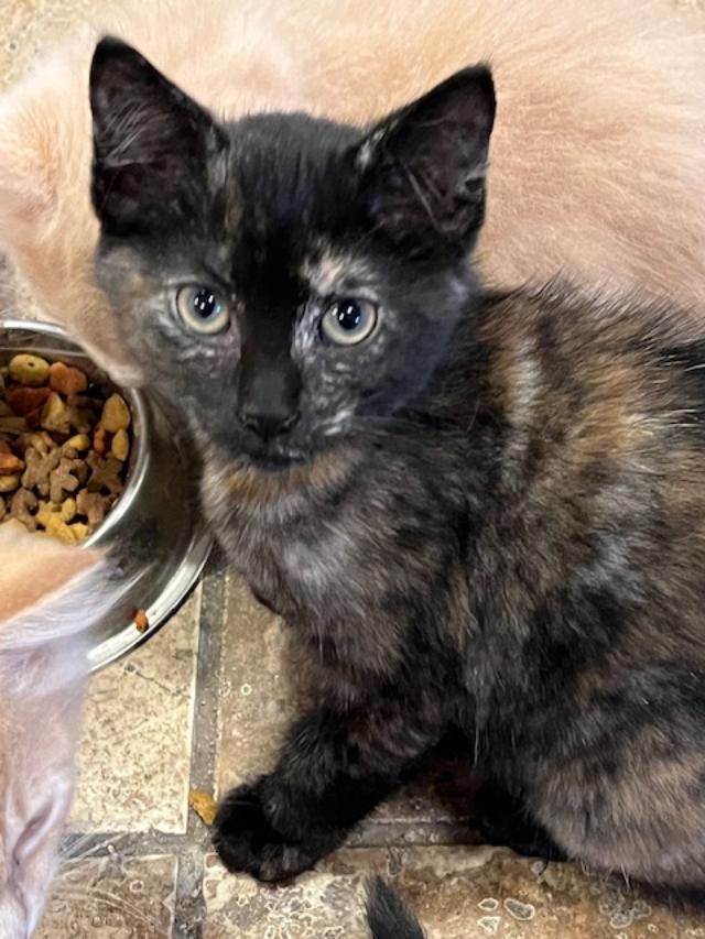 Ella, Baby Female unknown