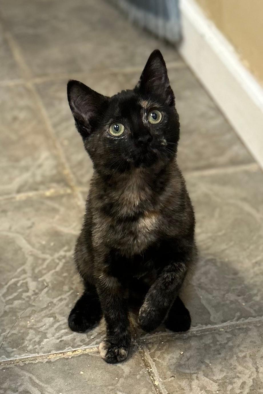 Ella, Adoptable, Kitten Female Domestic Short Hair & Tortoiseshell.