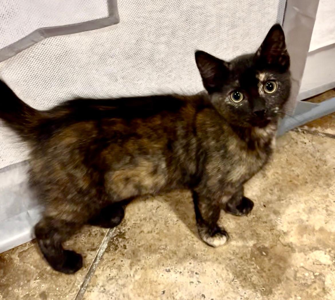 Ella, a Adoptable mixed breed in Sayreville, NJ image 3/6