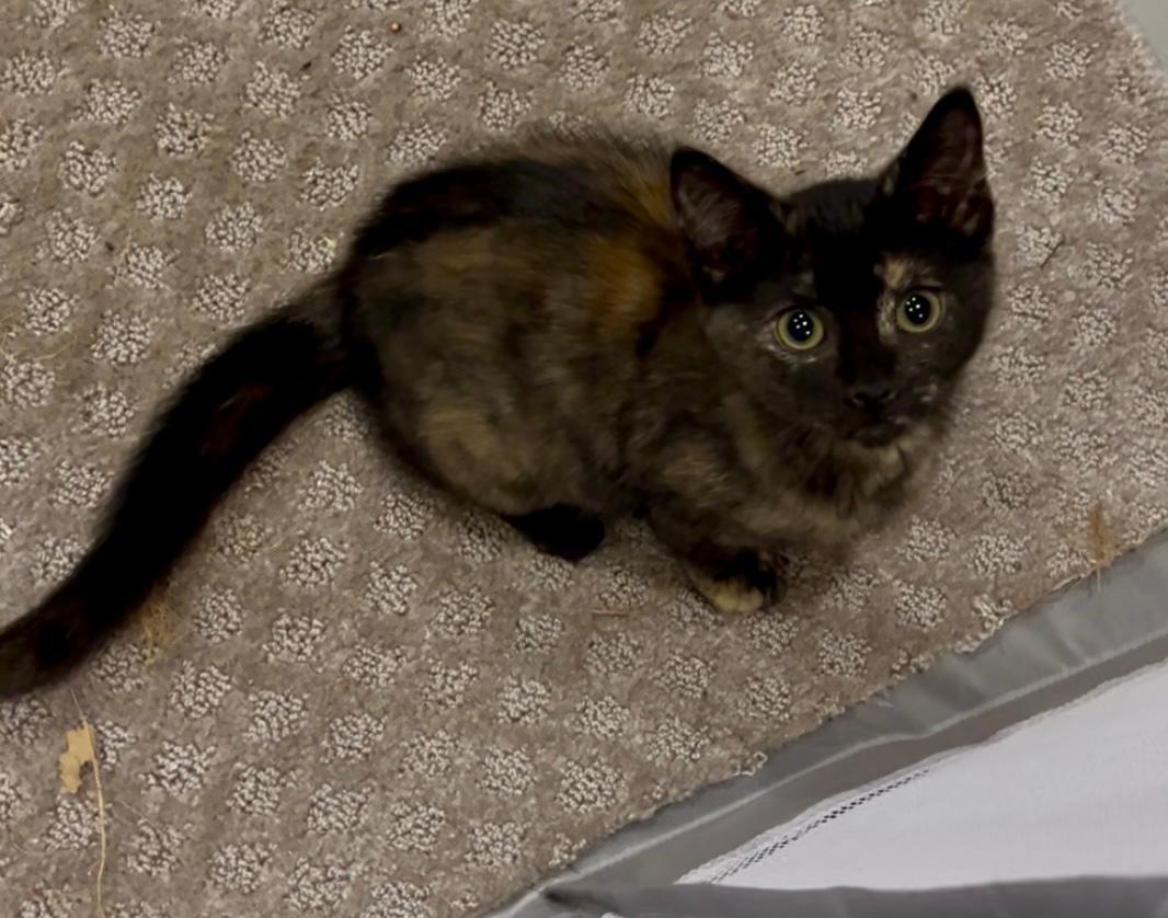 Ella photo 3