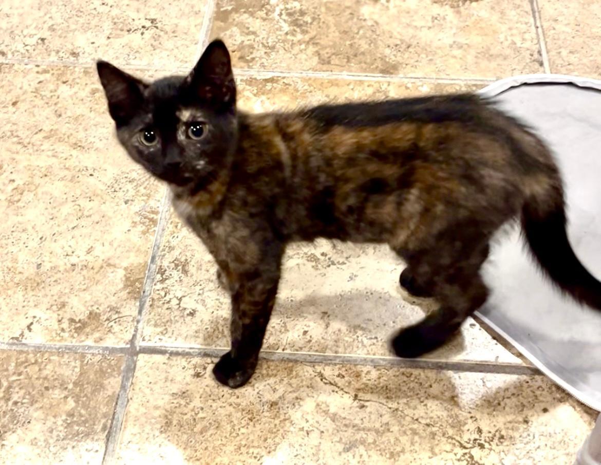 Ella, a Adoptable mixed breed in Sayreville, NJ image 5/6