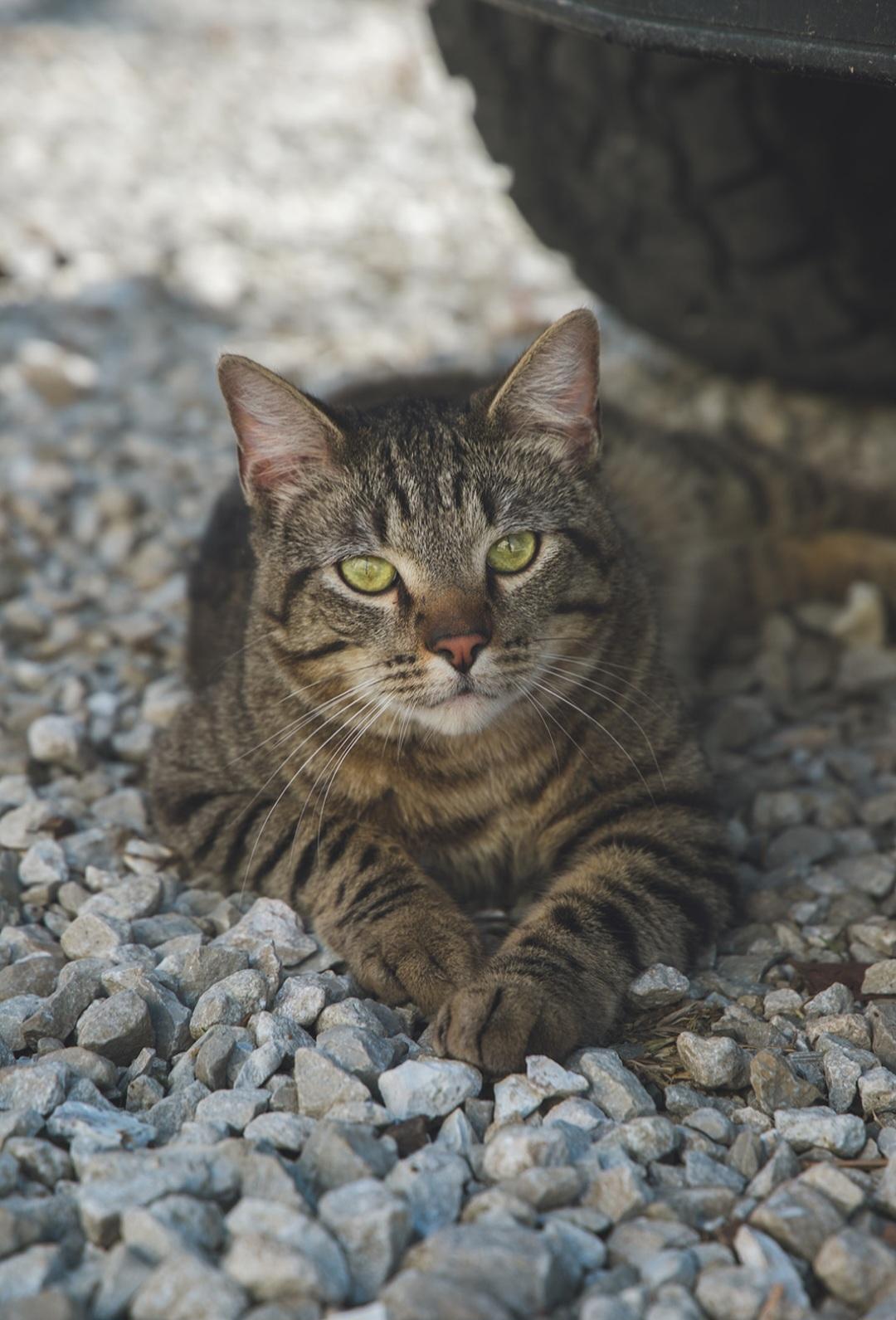 Enlarge Gizmo, an adopted Domestic Short Hair in Columbia, MO image 1/5